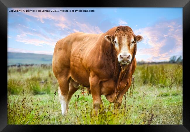 Bull in the field Framed Print by Derrick Fox Lomax