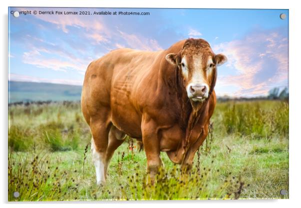 Bull in the field Acrylic by Derrick Fox Lomax