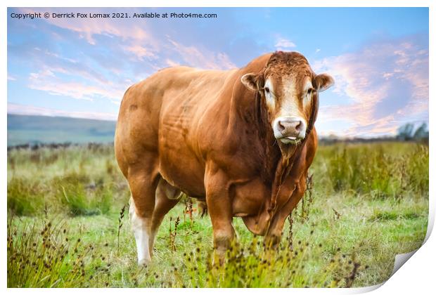 Bull in the field Print by Derrick Fox Lomax