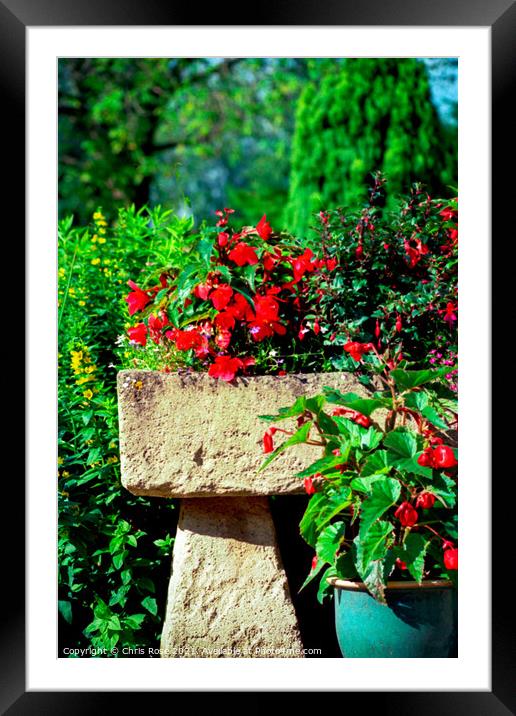 Red fuschias Framed Mounted Print by Chris Rose