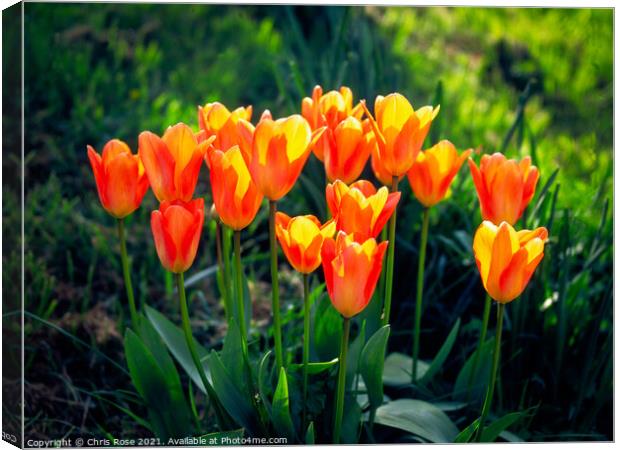 Tulips Canvas Print by Chris Rose