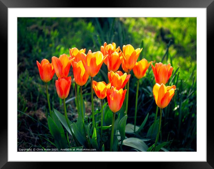Tulips Framed Mounted Print by Chris Rose