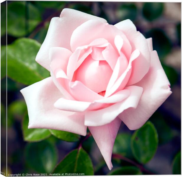 Pink rose Canvas Print by Chris Rose