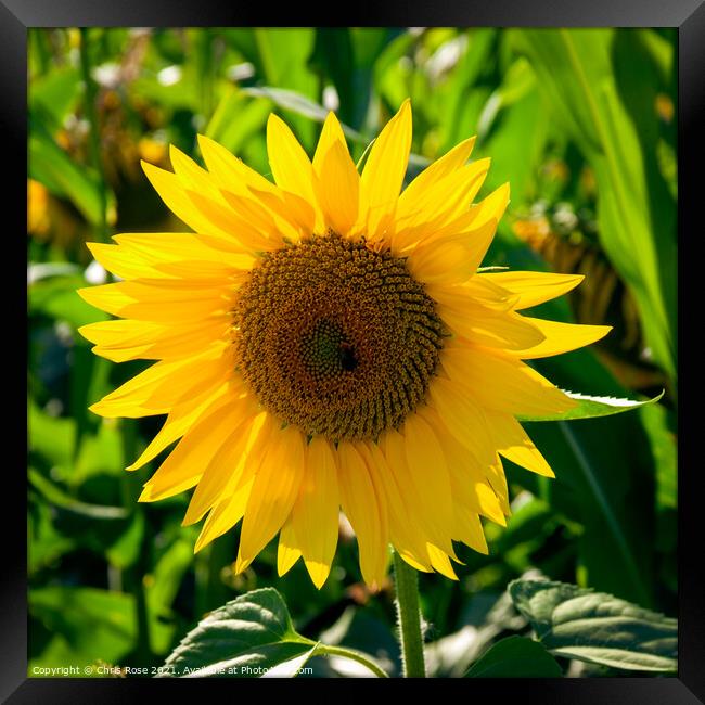 Sunflower Framed Print by Chris Rose