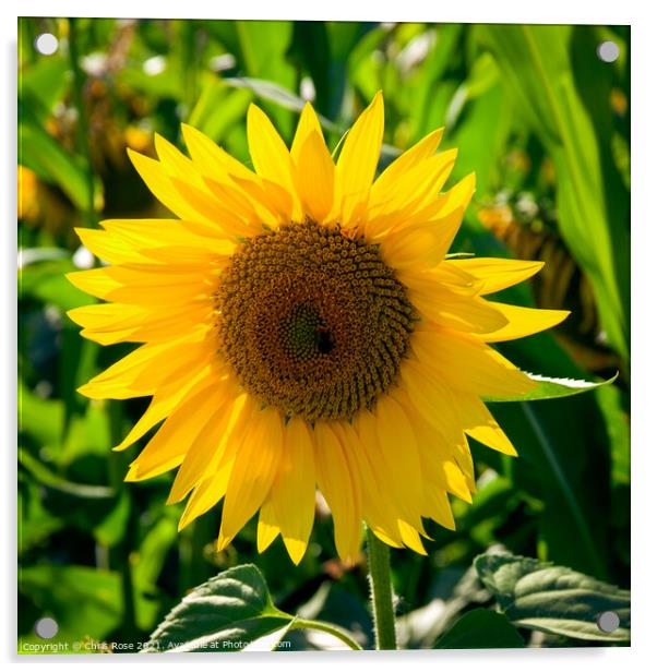 Sunflower Acrylic by Chris Rose