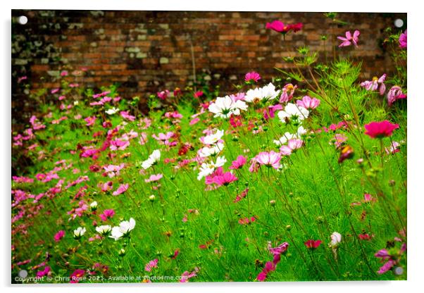 Cosmos, Summer garden flower border Acrylic by Chris Rose