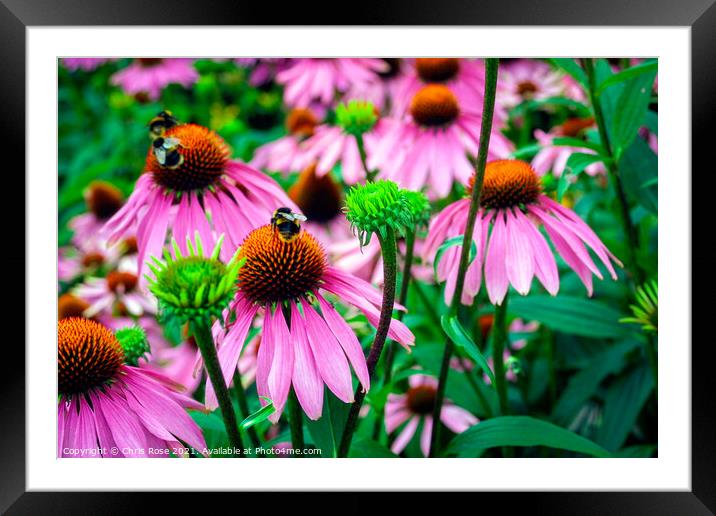  Rudbeckia Framed Mounted Print by Chris Rose