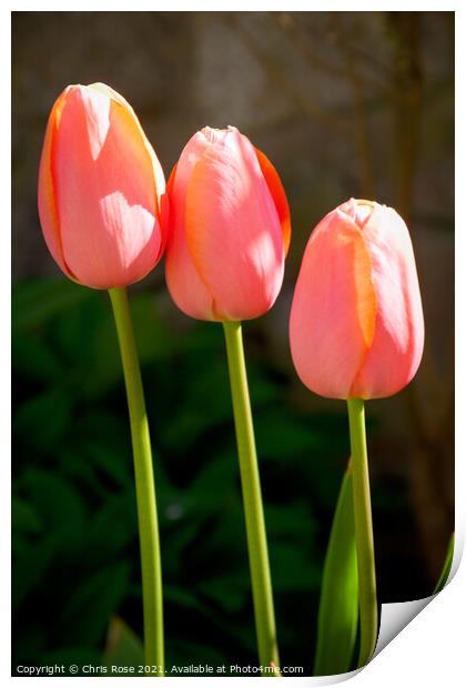 Tulips Print by Chris Rose