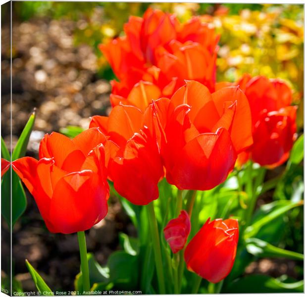 Tulips Canvas Print by Chris Rose
