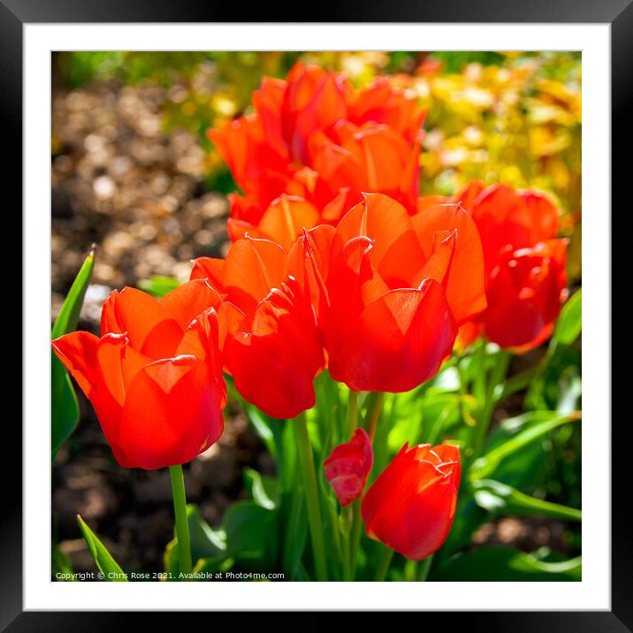Tulips Framed Mounted Print by Chris Rose