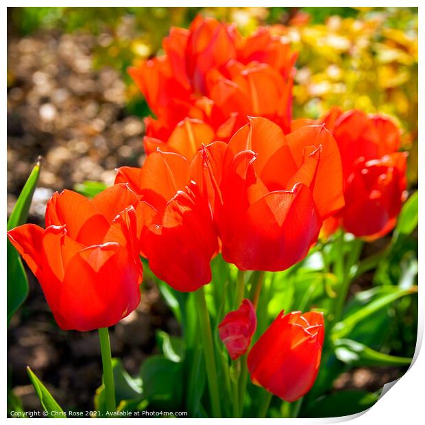 Tulips Print by Chris Rose