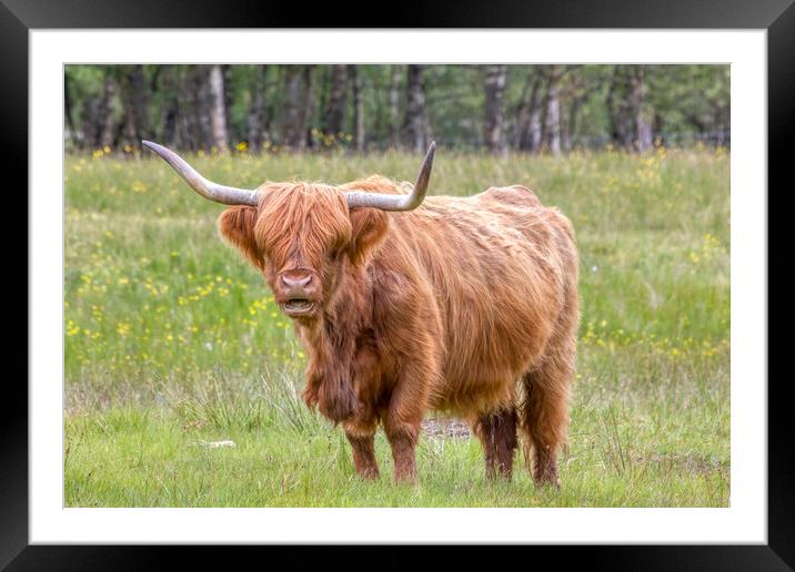 Highland Cow Framed Mounted Print by Derek Beattie