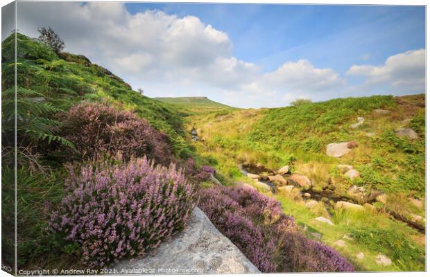 Heather above Burbage Brook  Canvas Print by Andrew Ray