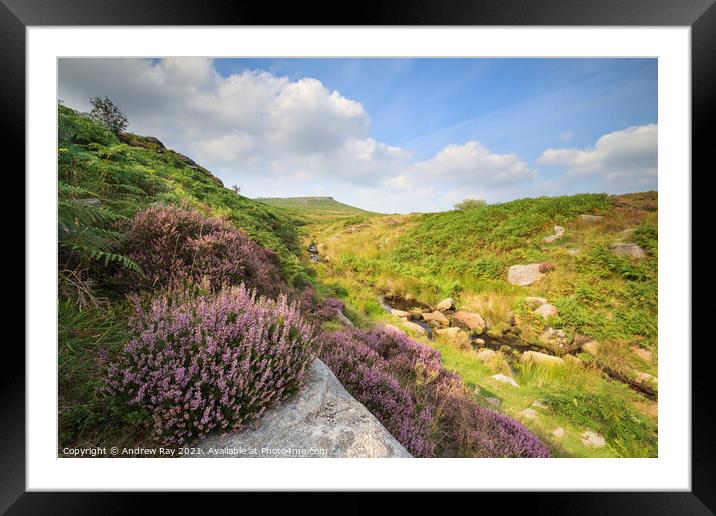 Heather above Burbage Brook  Framed Mounted Print by Andrew Ray