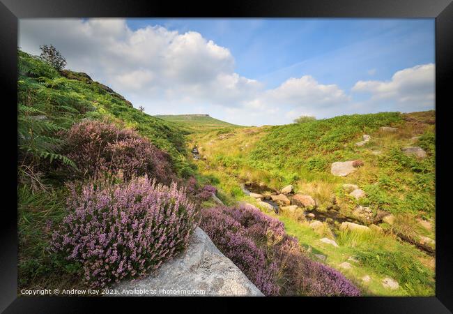 Heather above Burbage Brook  Framed Print by Andrew Ray