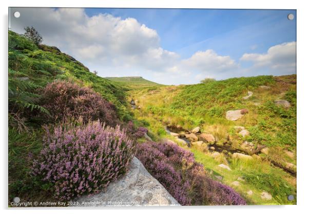Heather above Burbage Brook  Acrylic by Andrew Ray