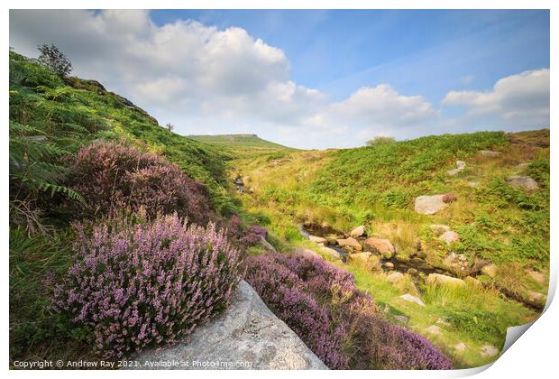 Heather above Burbage Brook  Print by Andrew Ray