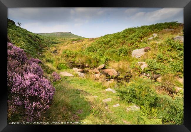 Heather at Burbage Bridge Framed Print by Andrew Ray