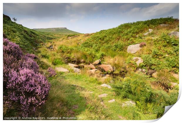 Heather at Burbage Bridge Print by Andrew Ray