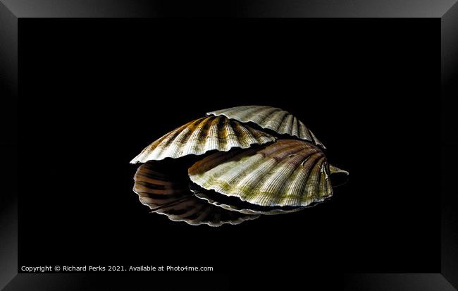 Scallop shells in reflection Framed Print by Richard Perks