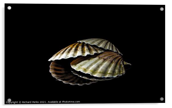 Scallop shells in reflection Acrylic by Richard Perks