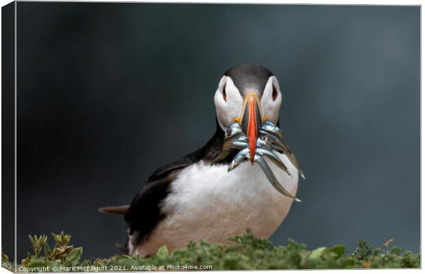 Puffin With Sand Eels Canvas Print by Mark McElligott