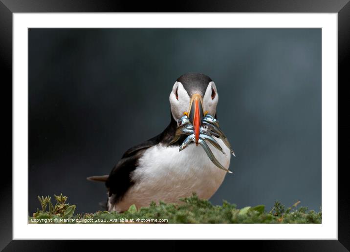 Puffin With Sand Eels Framed Mounted Print by Mark McElligott