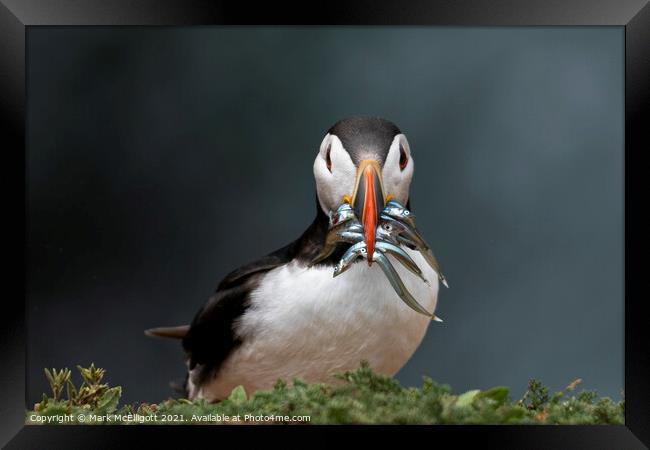 Puffin With Sand Eels Framed Print by Mark McElligott