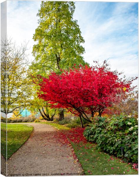 Japanese Maple tree in Cambridge Botanical Gardens Canvas Print by Chris Yaxley