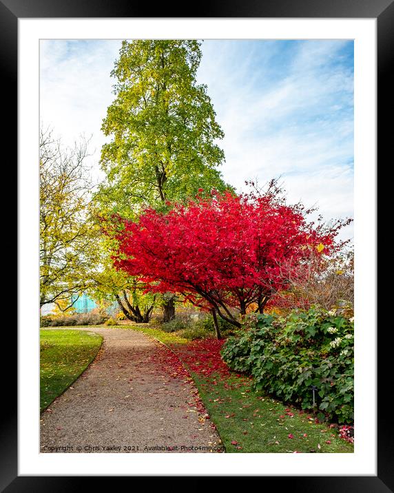 Japanese Maple tree in Cambridge Botanical Gardens Framed Mounted Print by Chris Yaxley