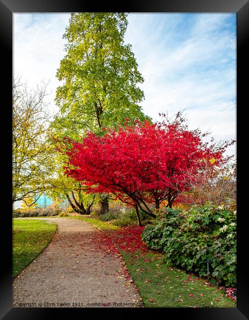Japanese Maple tree in Cambridge Botanical Gardens Framed Print by Chris Yaxley