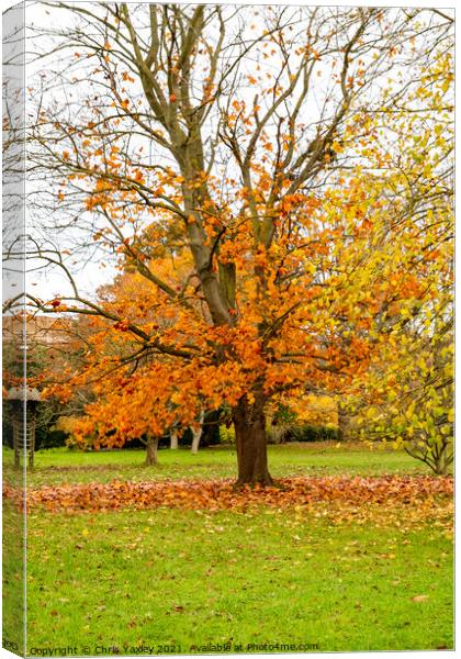 Bare tree in autumn in Cambridge Botanical Gardens Canvas Print by Chris Yaxley