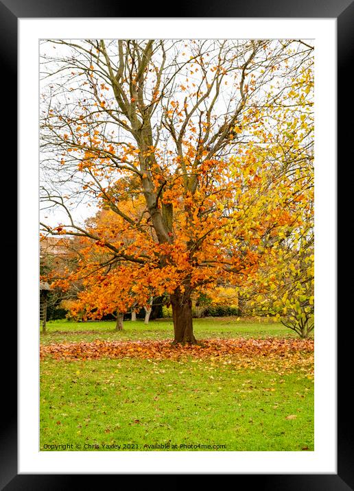 Bare tree in autumn in Cambridge Botanical Gardens Framed Mounted Print by Chris Yaxley