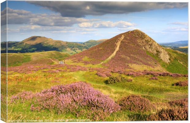 Heather on the Long Mynd  Canvas Print by Andrew Ray