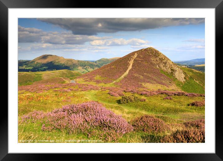 Heather on the Long Mynd  Framed Mounted Print by Andrew Ray