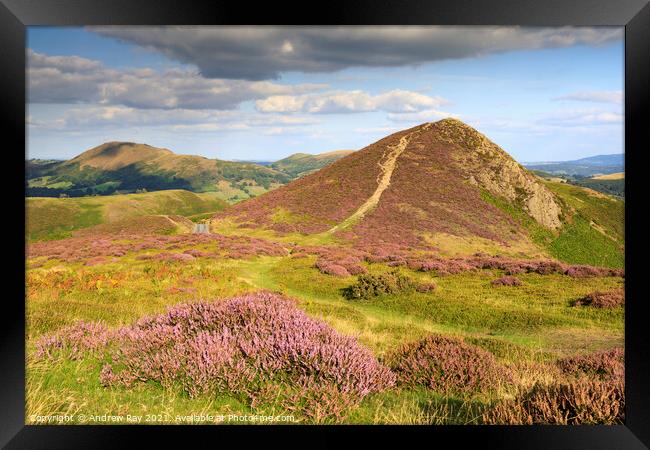 Heather on the Long Mynd  Framed Print by Andrew Ray