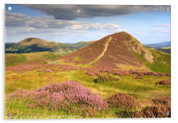 Heather on the Long Mynd  Acrylic by Andrew Ray