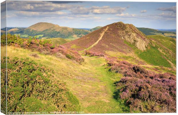 Towards the Devil's Mount (Long Mynd) Canvas Print by Andrew Ray