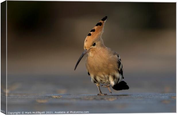Hoopoe On The March Canvas Print by Mark McElligott