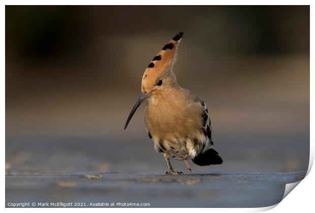 Hoopoe On The March Print by Mark McElligott