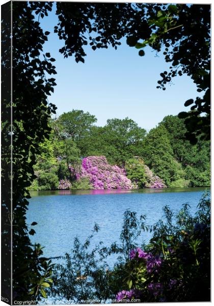 Flowering Rhododendron bushes across Lake Canvas Print by Allan Bell