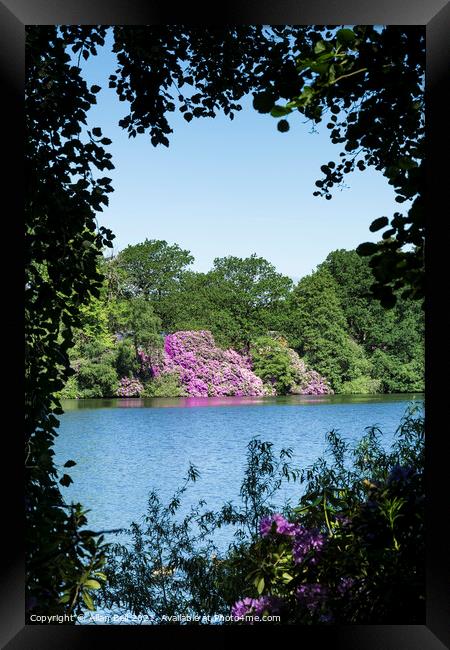 Flowering Rhododendron bushes across Lake Framed Print by Allan Bell