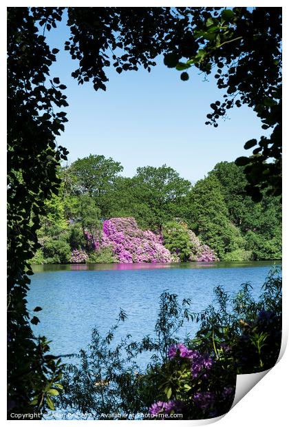 Flowering Rhododendron bushes across Lake Print by Allan Bell