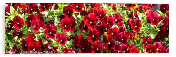 Winter flowering red violas Acrylic by Allan Bell