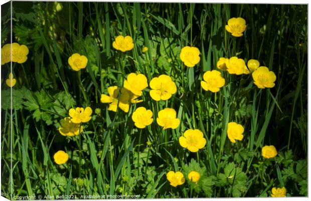 Creeping buttercup Canvas Print by Allan Bell