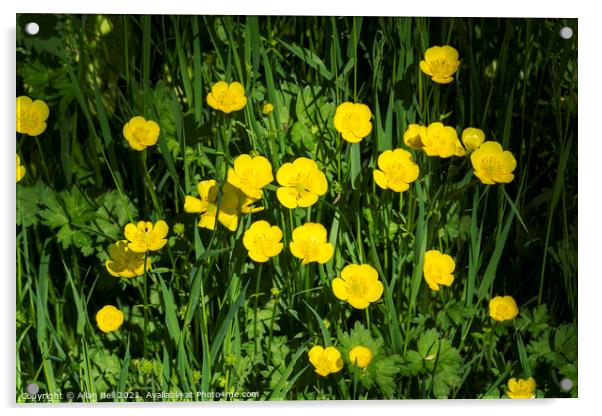Creeping buttercup Acrylic by Allan Bell