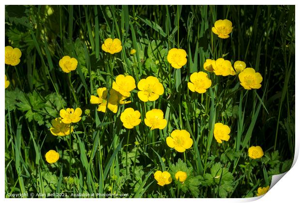 Creeping buttercup Print by Allan Bell