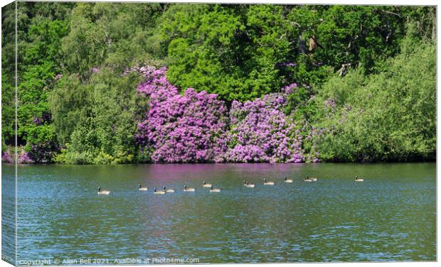 Flotilla of Canada Geese with flowering Rhododendr Canvas Print by Allan Bell