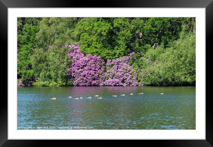 Flotilla of Canada Geese with flowering Rhododendr Framed Mounted Print by Allan Bell