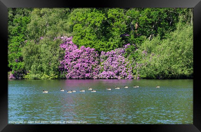Flotilla of Canada Geese with flowering Rhododendr Framed Print by Allan Bell